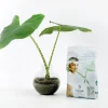 Lecakulor 4L>Nelson Garden New