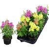 Lejongap lat. Antirrhinum majus>Mäster Grön New