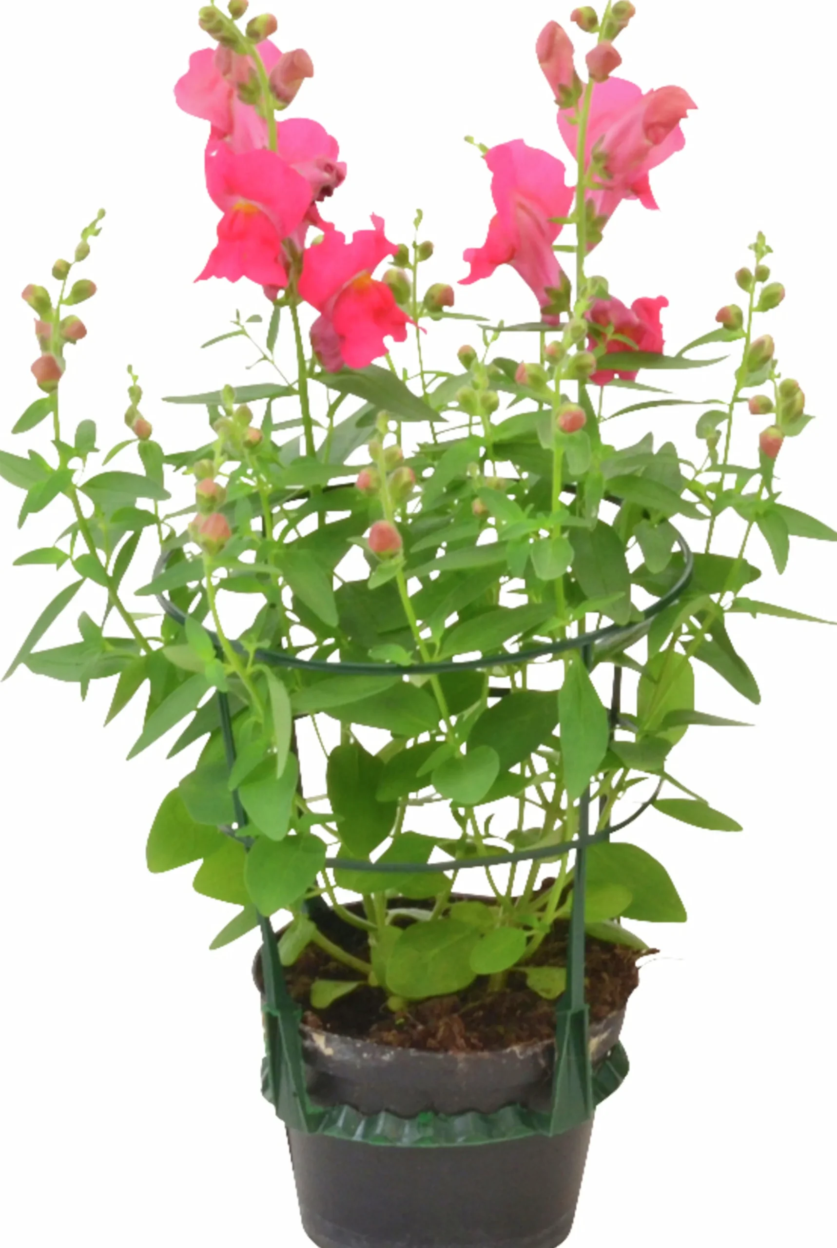 Lejongap lat. Antirrhinum majus>Mäster Grön New