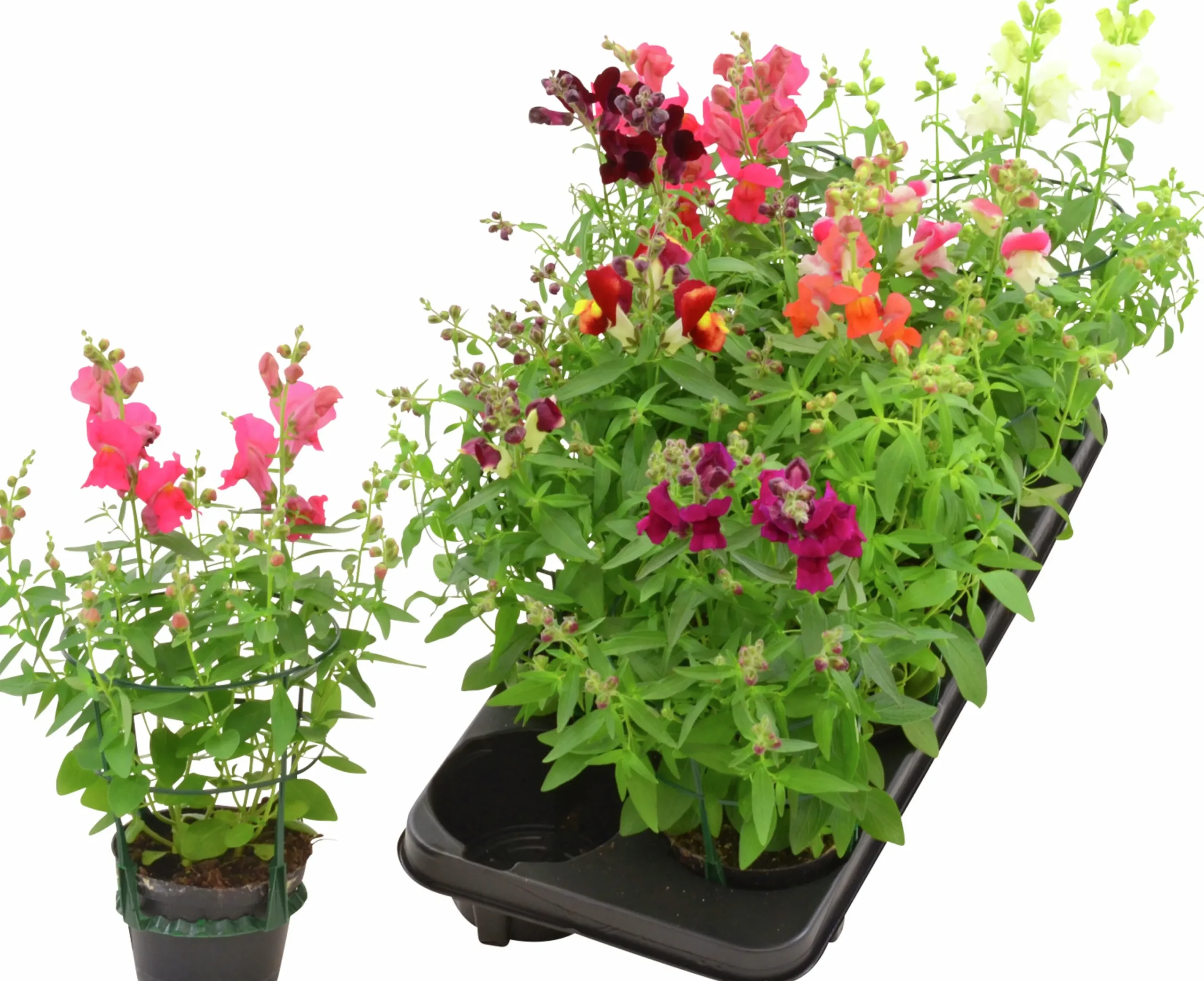 Lejongap lat. Antirrhinum majus>Mäster Grön New