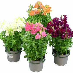 Lejongap lat. Antirrhinum majus><noscript><img width=