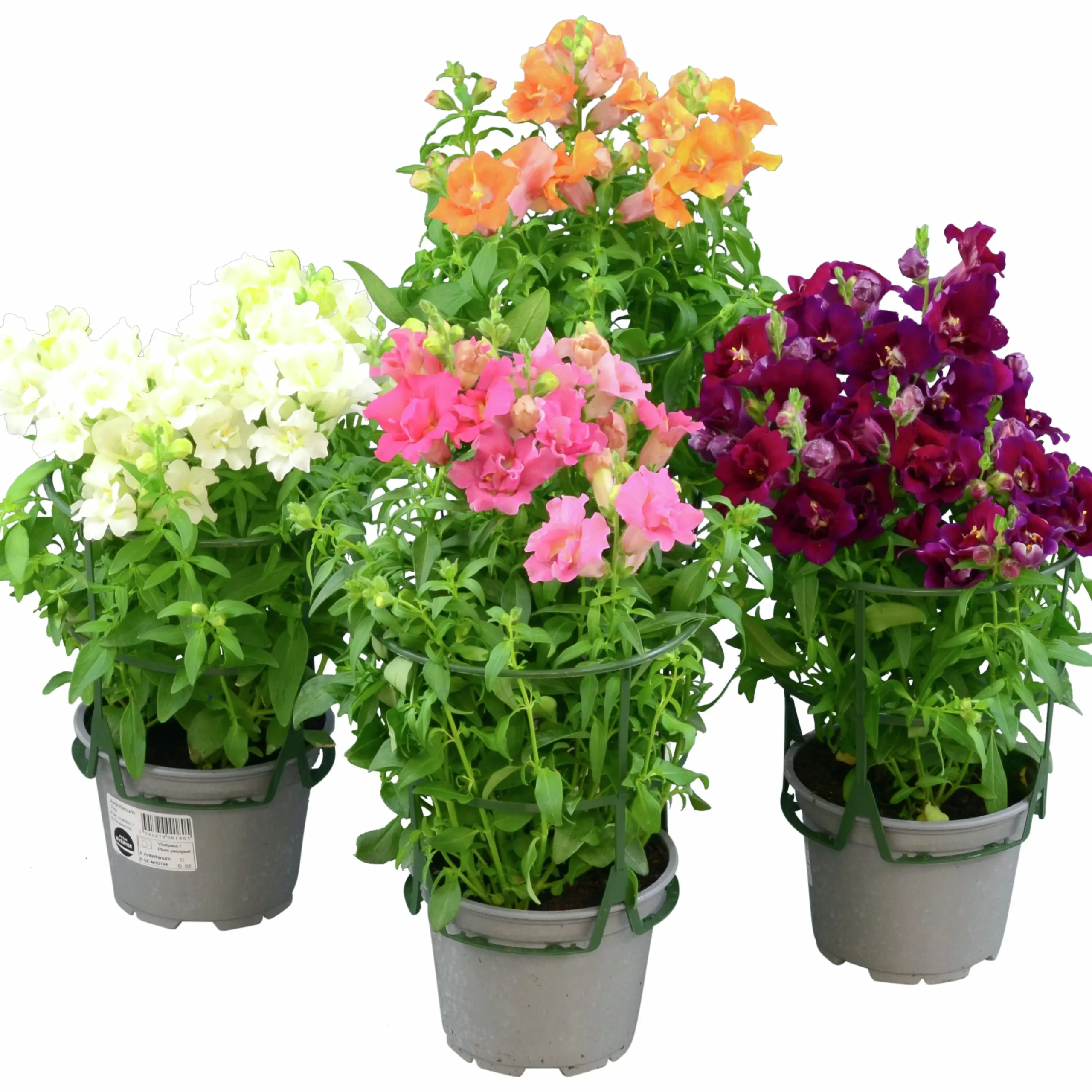 Lejongap lat. Antirrhinum majus>Mäster Grön New
