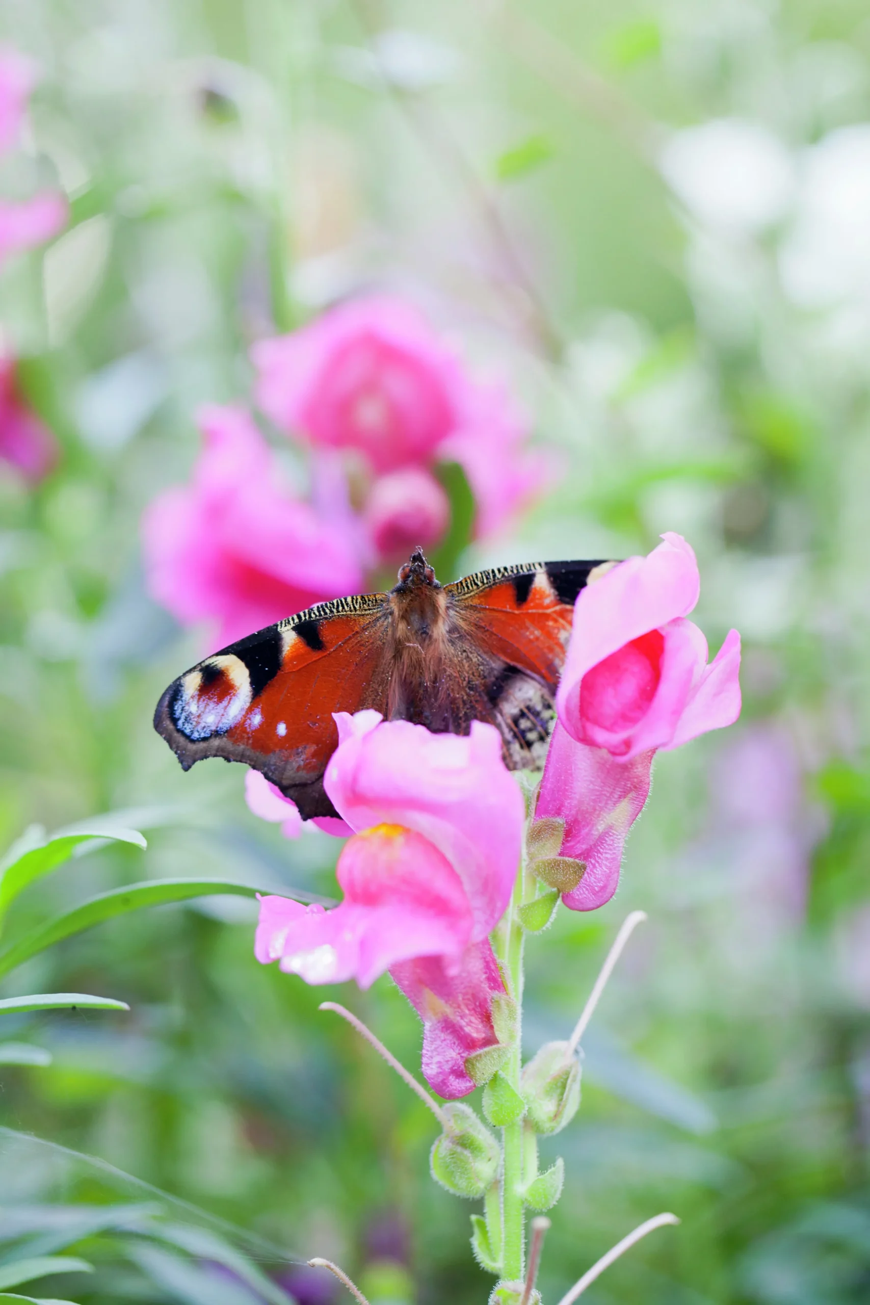 Lejongap lat. Antirrhinum majus>Mäster Grön New