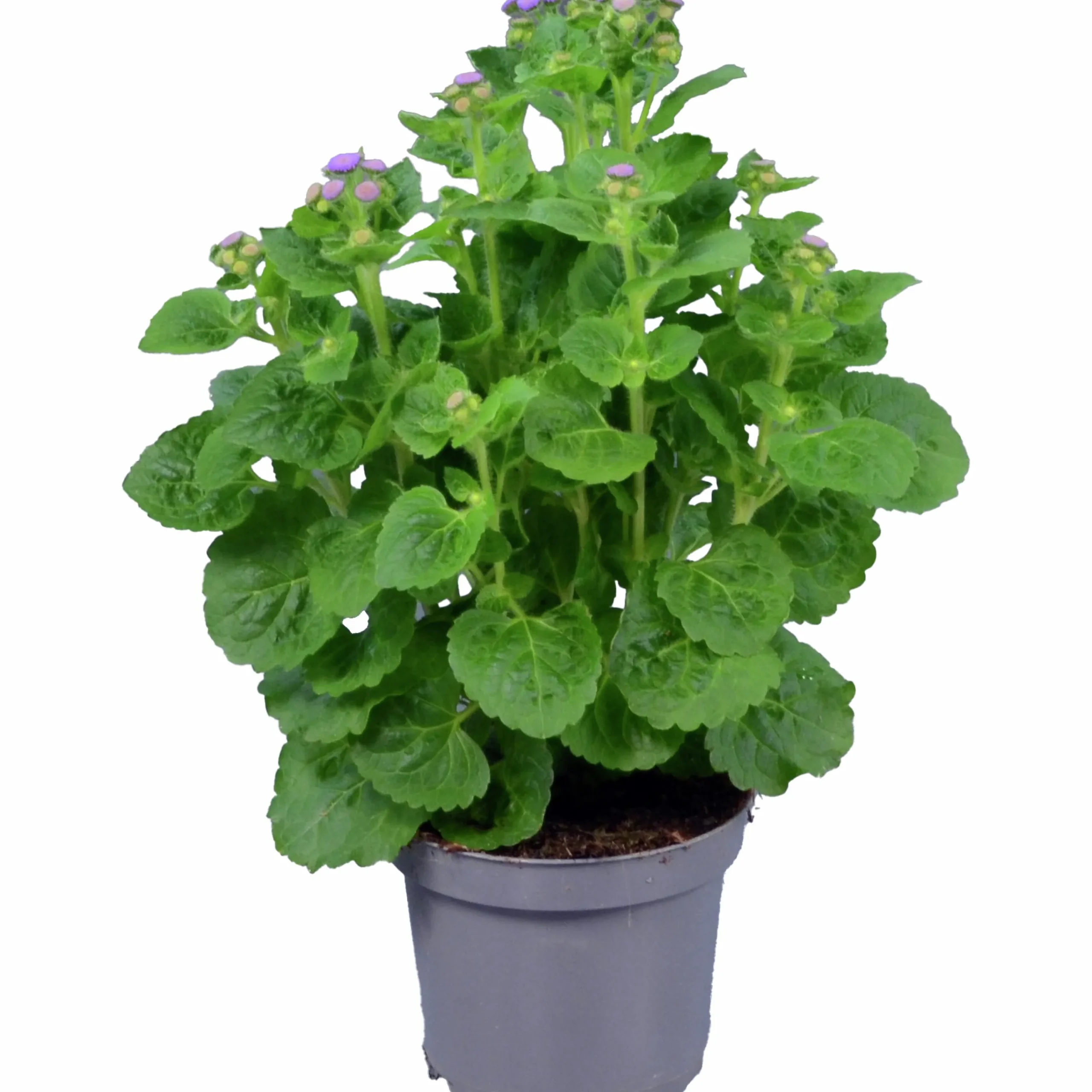 Leverbalsam lat. Ageratum houstonianum>Mäster Grön Outlet