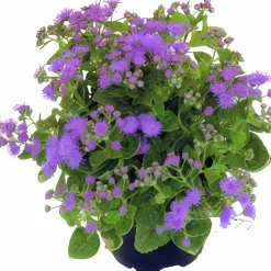 Leverbalsam lat. Ageratum houstonianum><noscript><img width=