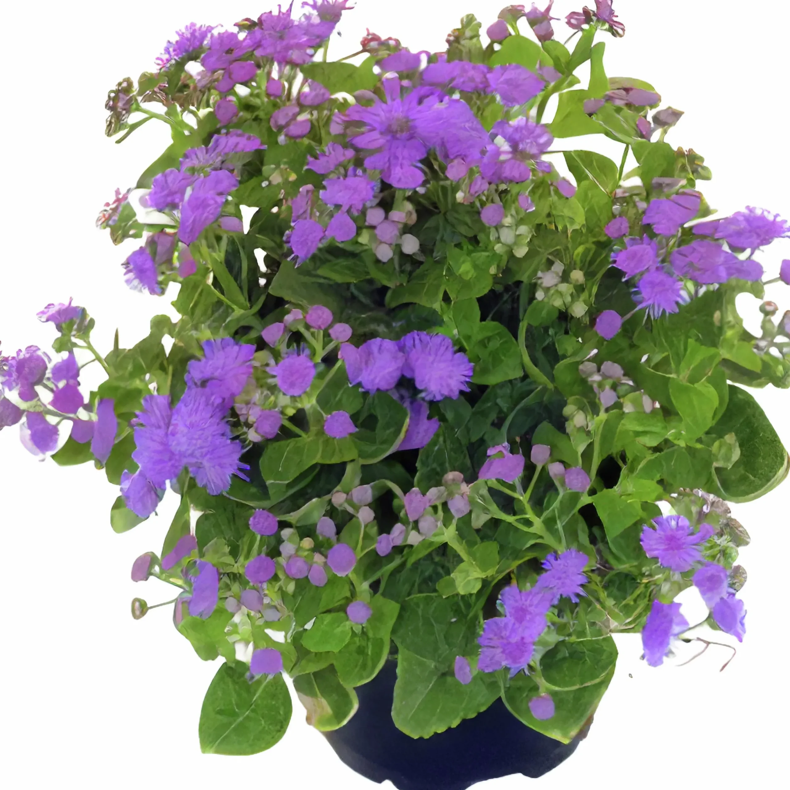 Leverbalsam lat. Ageratum houstonianum>Mäster Grön Outlet