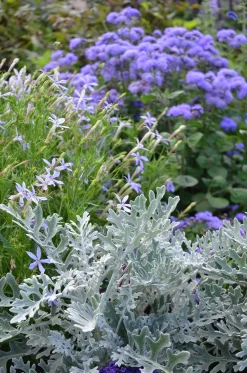 Leverbalsam lat. Ageratum houstonianum><noscript><img width=