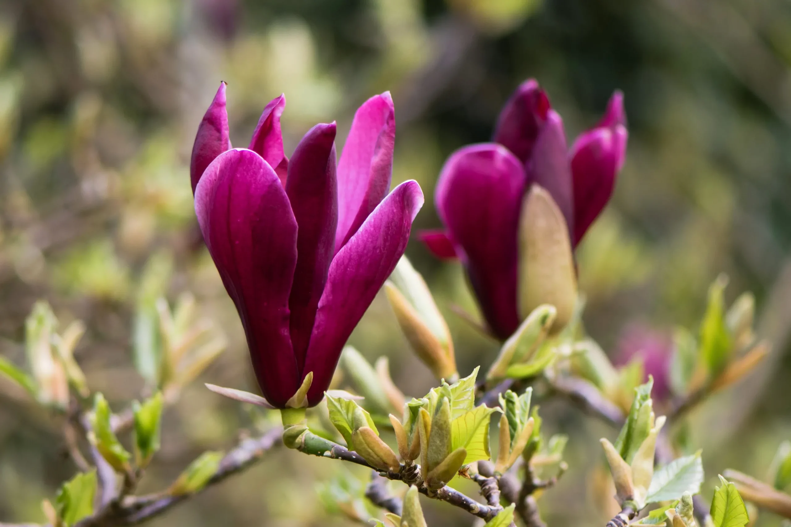 Liljemagnolia 'Nigra'>Omnia garden Discount
