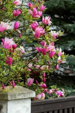 Liljemagnolia 'Nigra'><noscript><img width=