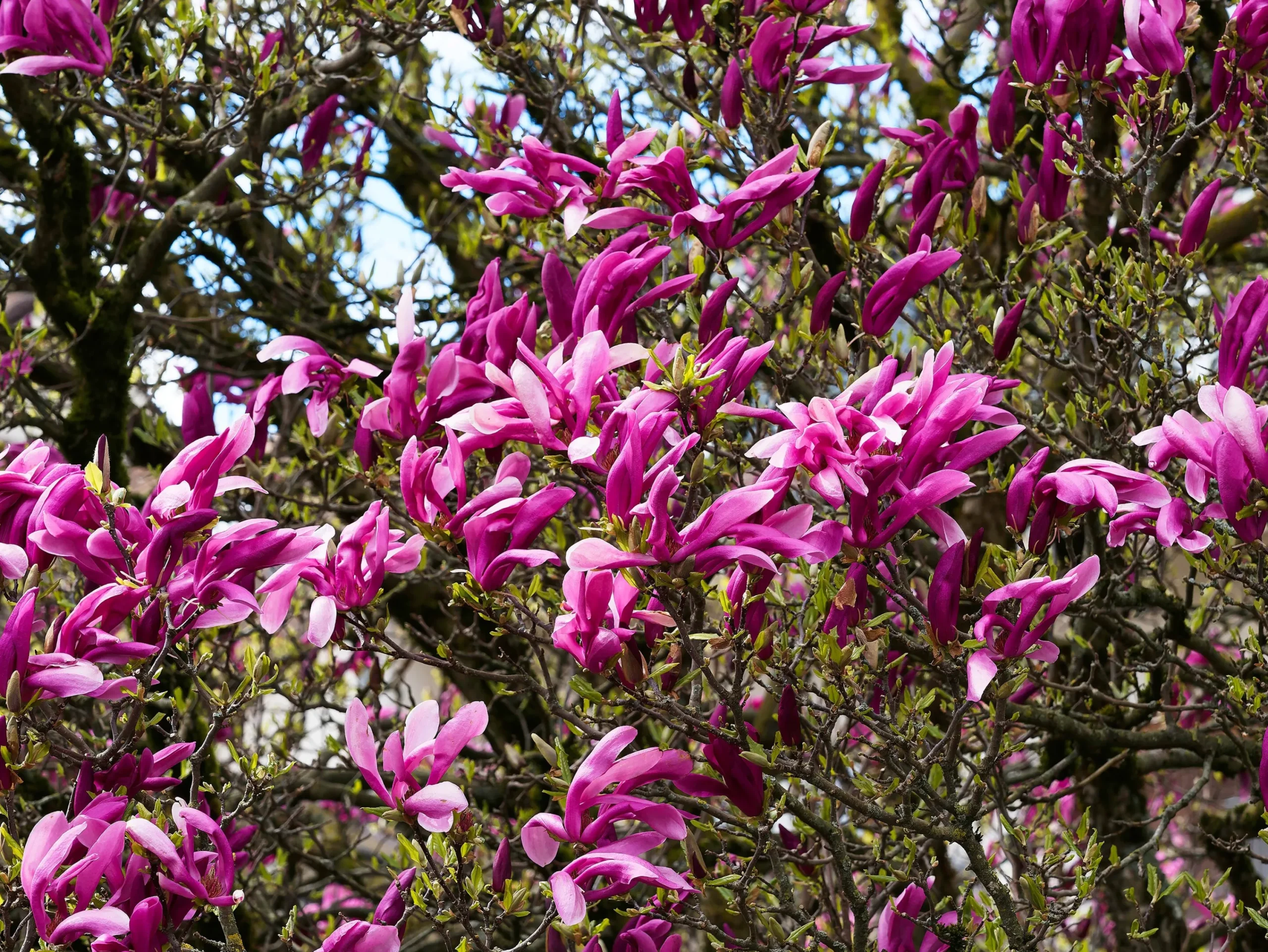 Liljemagnolia 'Nigra'>Omnia garden Discount