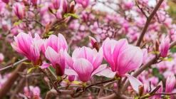 Liljemagnolia 'Nigra'><noscript><img width=