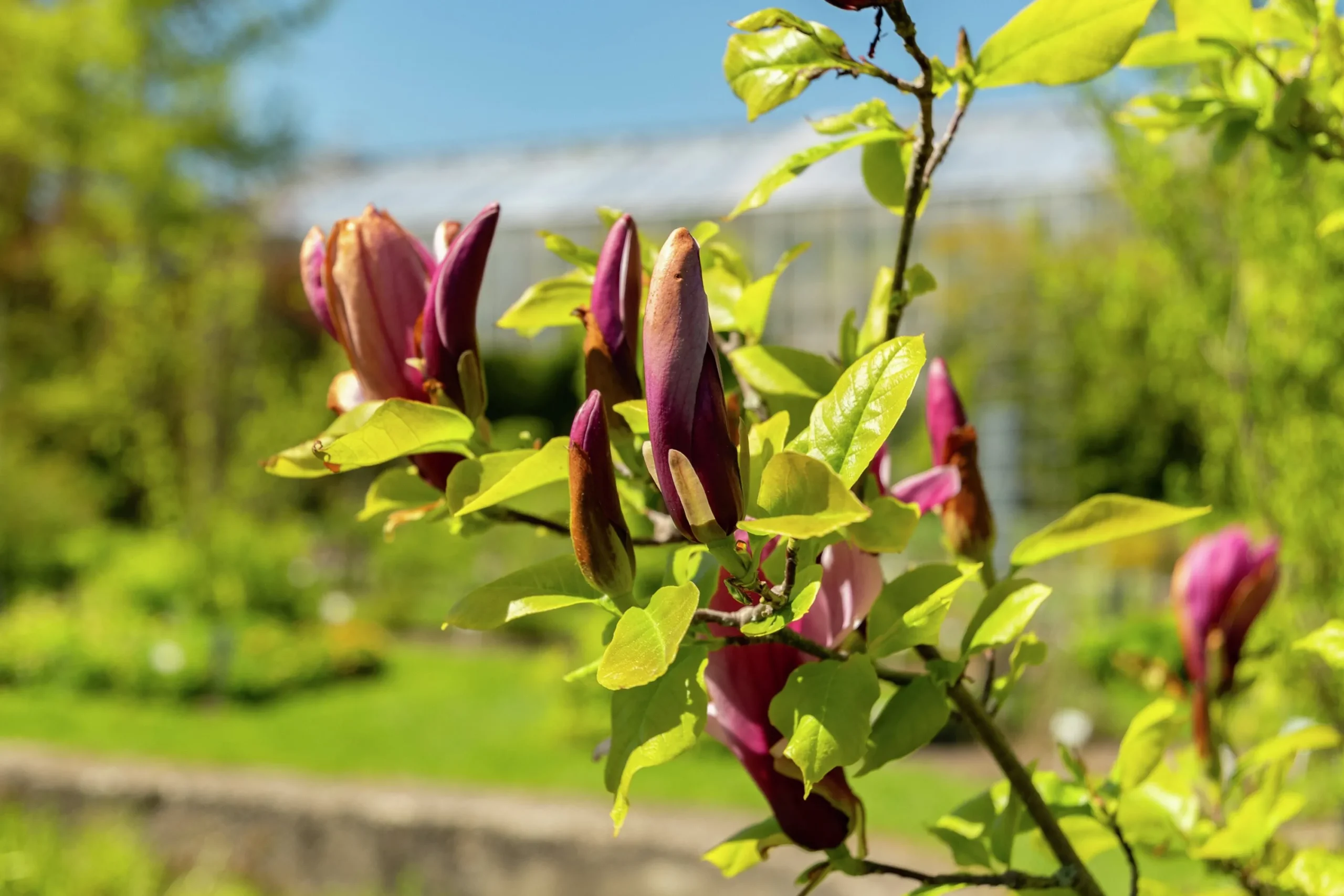 Liljemagnolia 'Nigra'>Omnia garden Discount