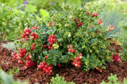 Lingon 'Koralle'>Omnia garden Outlet