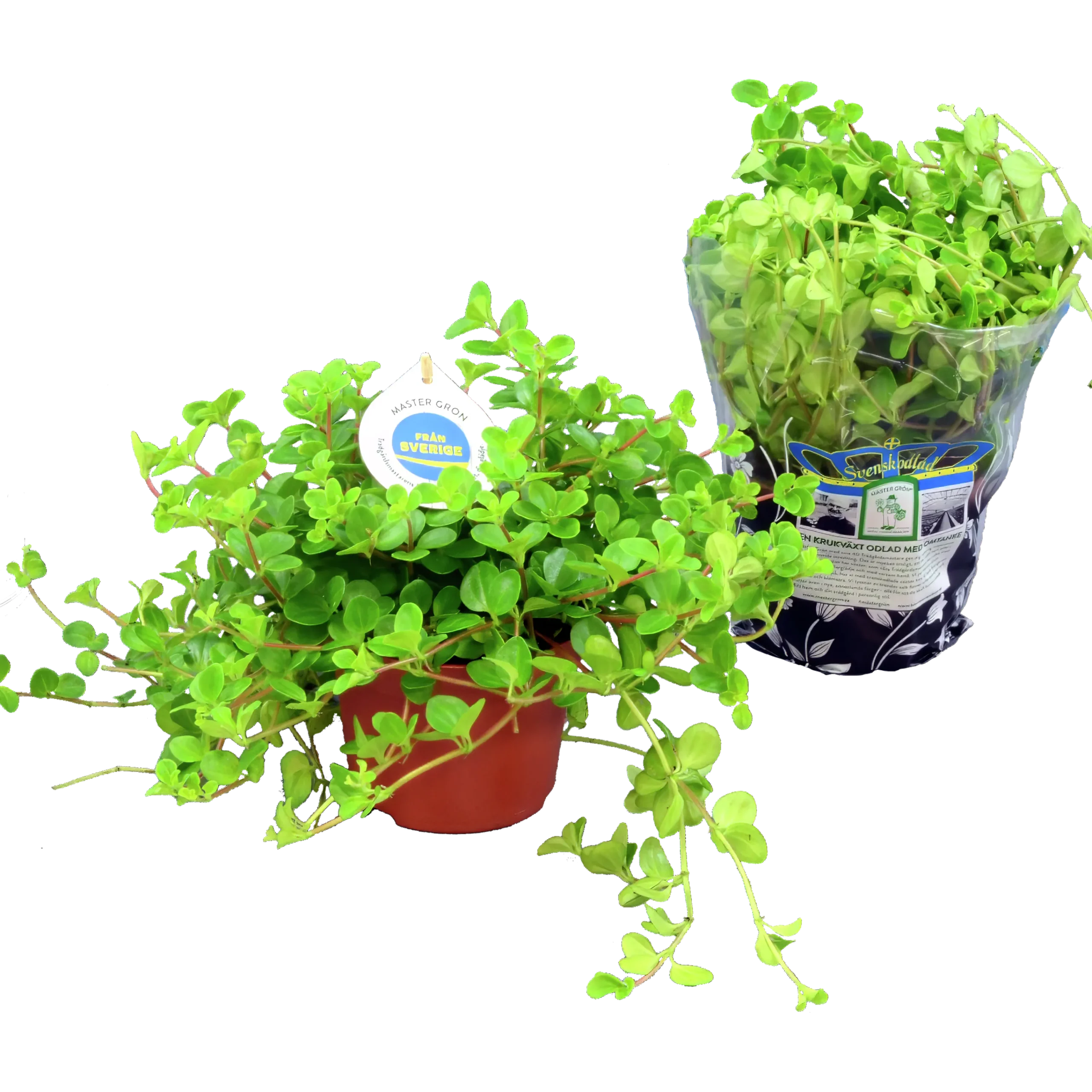 Linspeperomia lat. Peperomia rotundifolia>Mäster Grön Sale