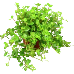 Linspeperomia lat. Peperomia rotundifolia>Mäster Grön Sale