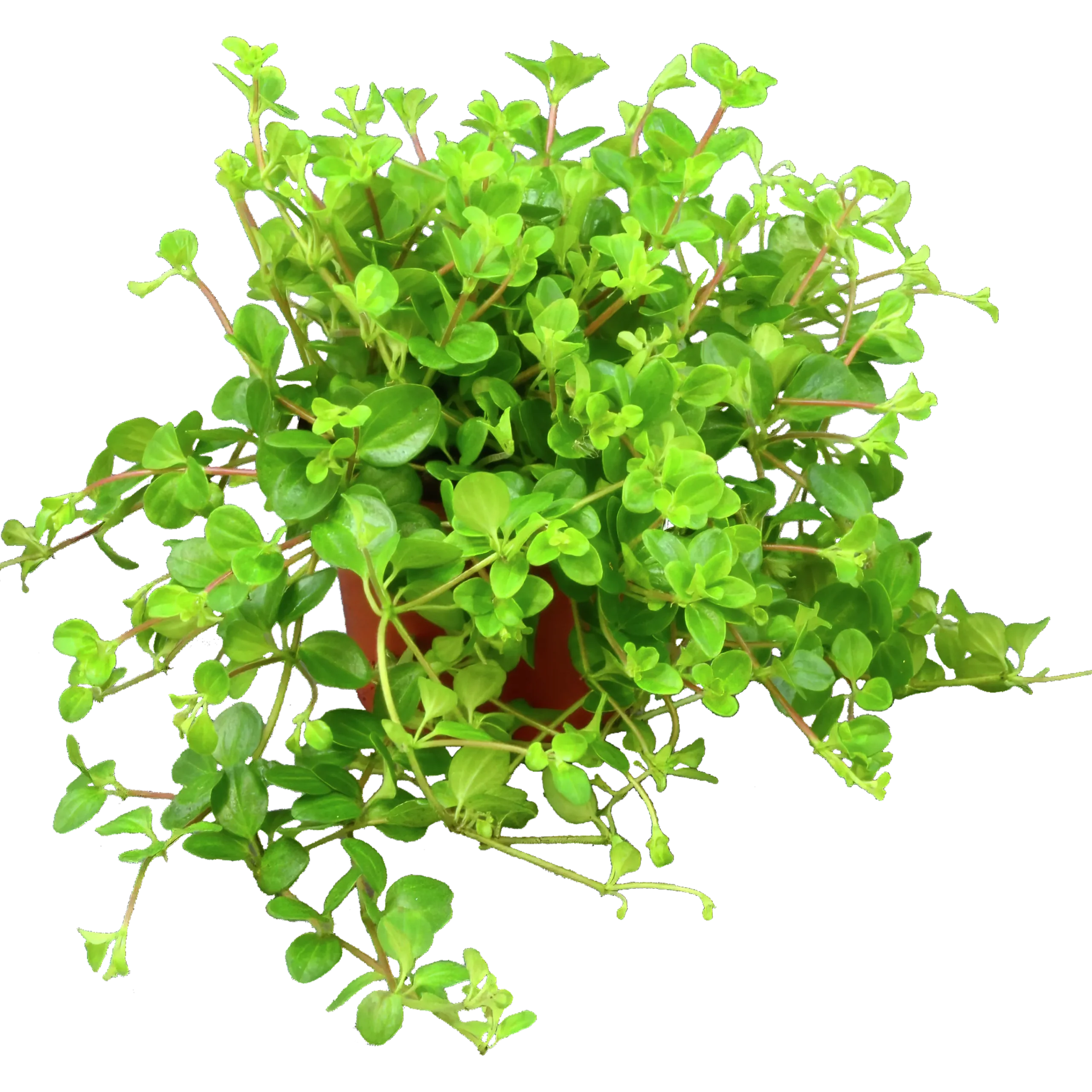 Linspeperomia lat. Peperomia rotundifolia>Mäster Grön Sale
