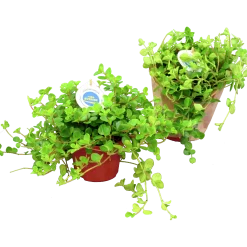 Linspeperomia lat. Peperomia rotundifolia><noscript><img width=