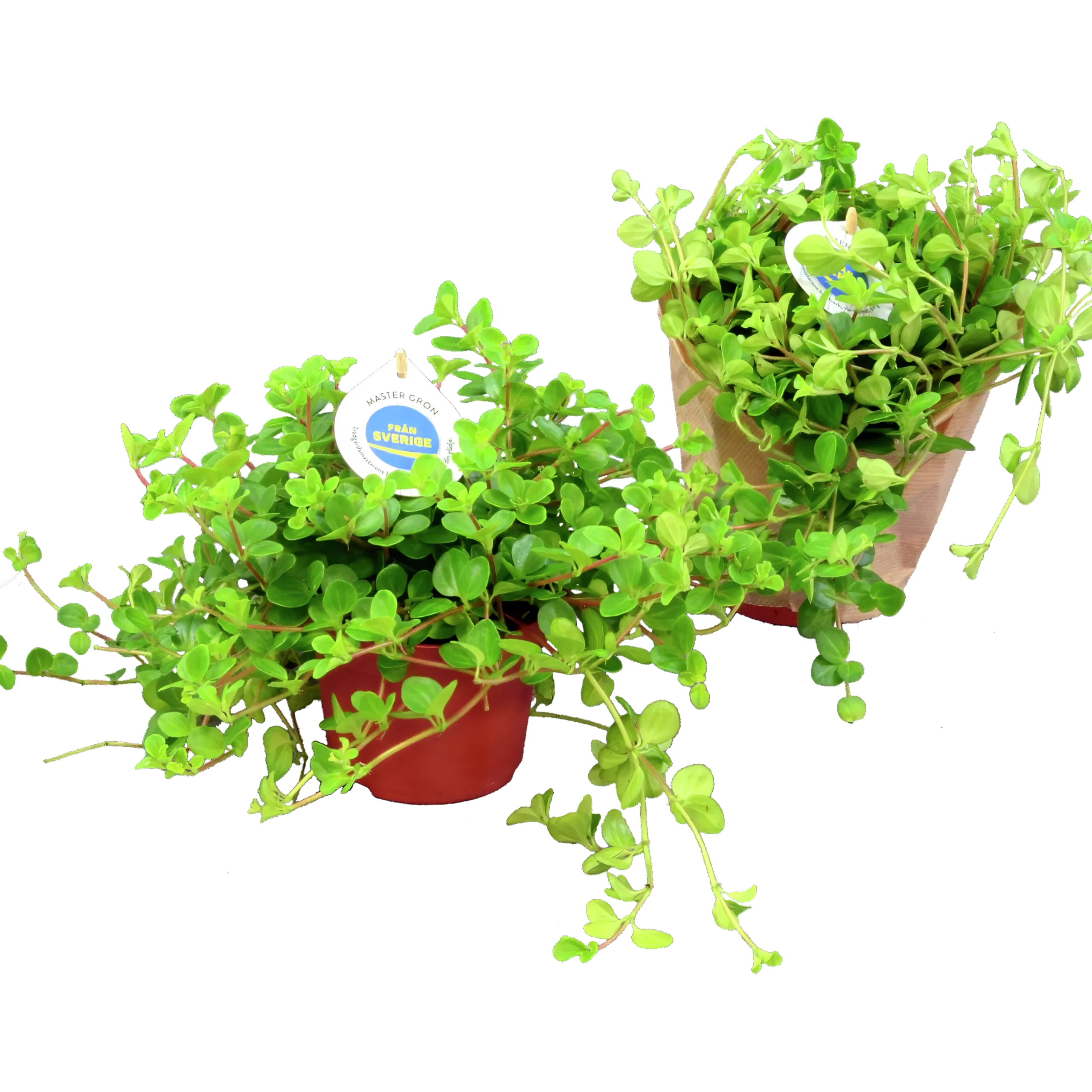 Linspeperomia lat. Peperomia rotundifolia>Mäster Grön Sale
