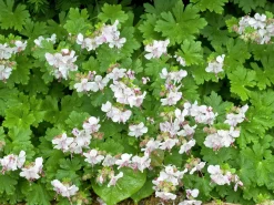 Liten Flocknäva 'Biokovo'>Omnia garden
