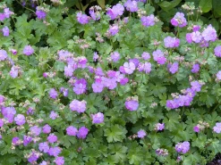 Liten flocknäva 'Karmina'>Omnia garden New