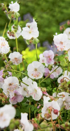 Liten Flocknäva 'St Ola'>Omnia garden Hot