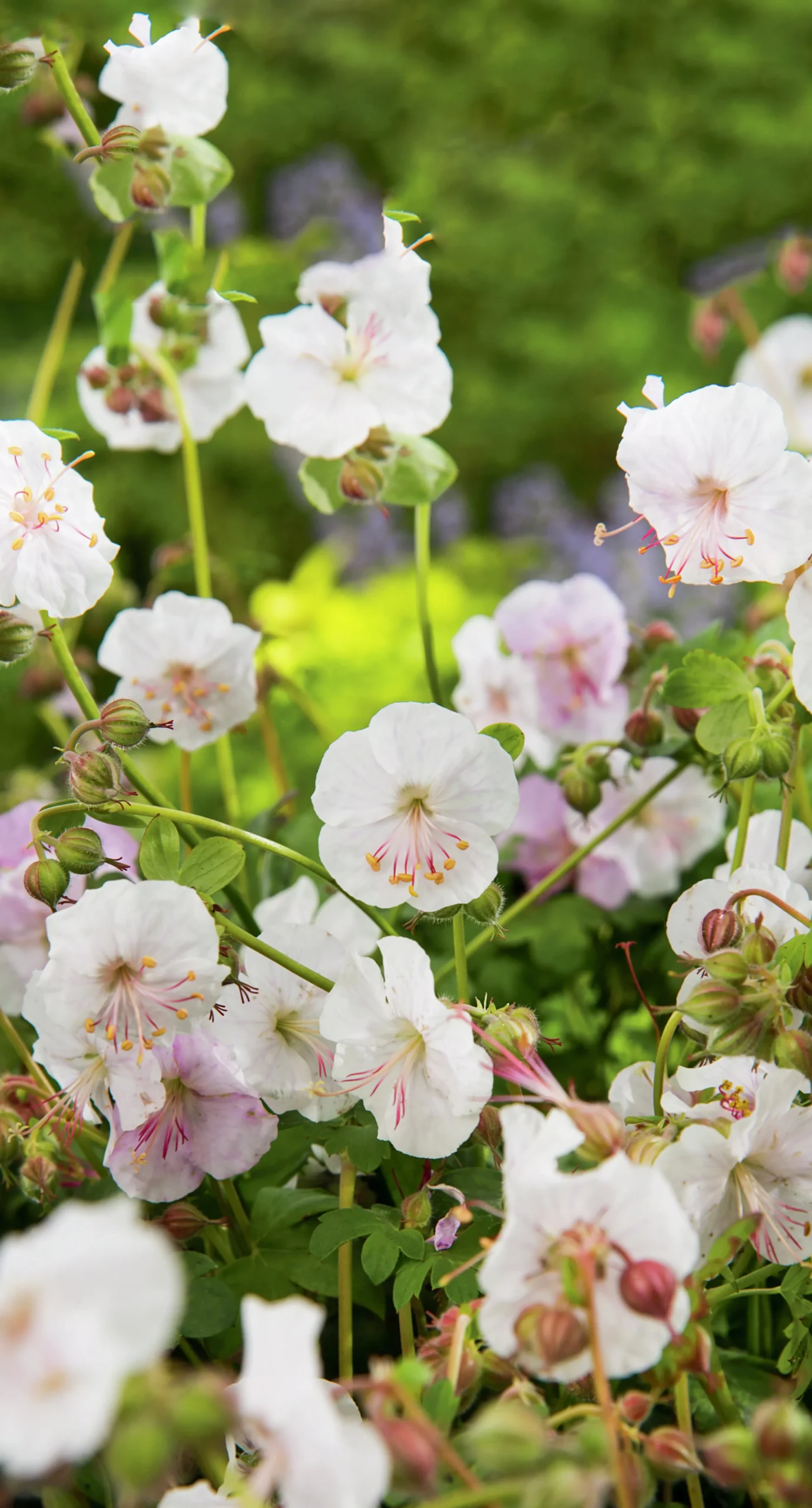 Liten Flocknäva 'St Ola'>Omnia garden Hot