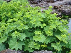 Liten praktdaggkåpa>Omnia garden Clearance
