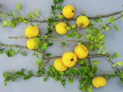 Liten Rosenkvitten 'Balsgård Rondo®'>Omnia garden Best