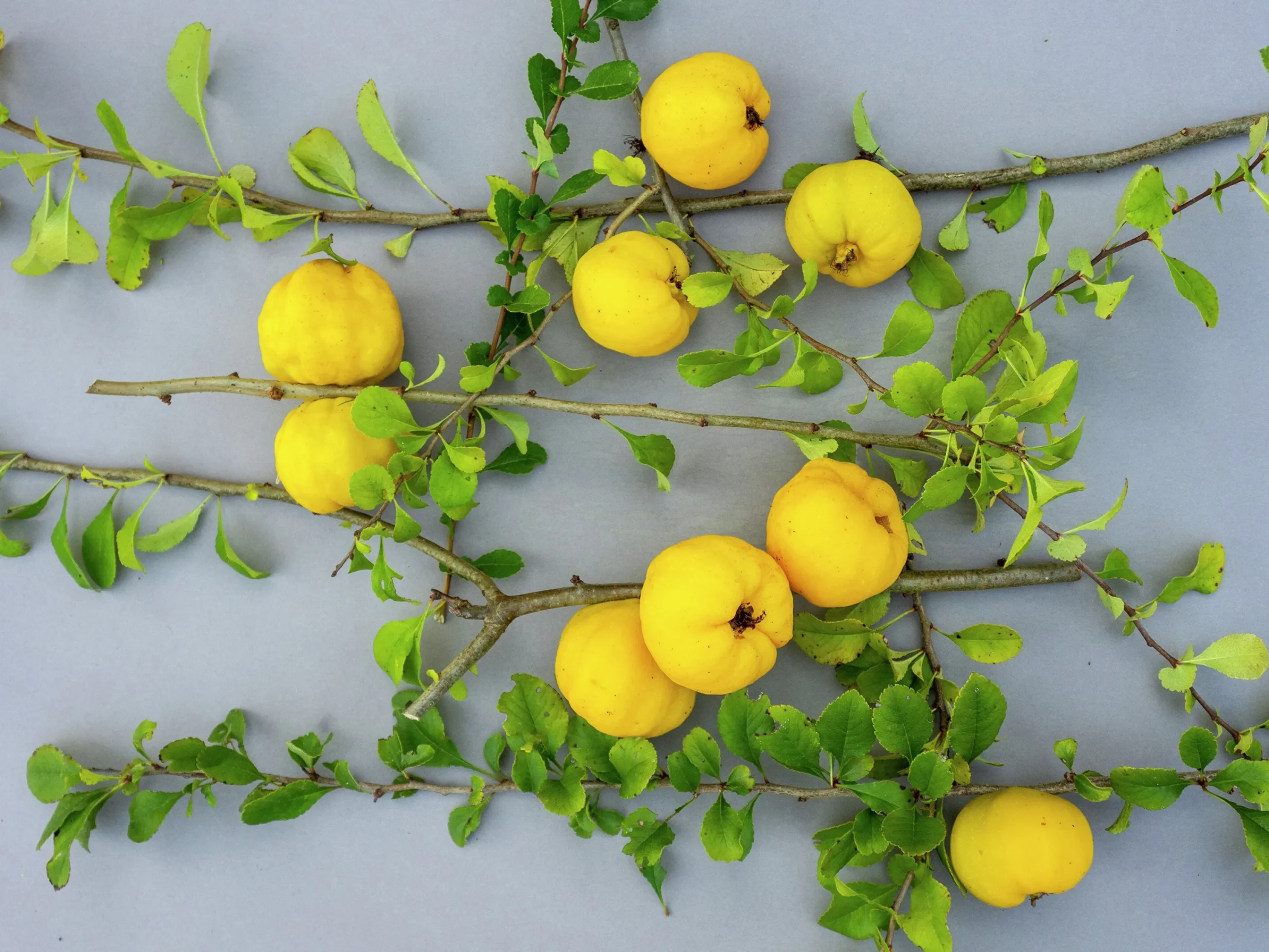 Liten Rosenkvitten 'Balsgård Rondo®'>Omnia garden Best