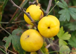 Liten Rosenkvitten 'Balsgård Rondo®'>Omnia garden Best