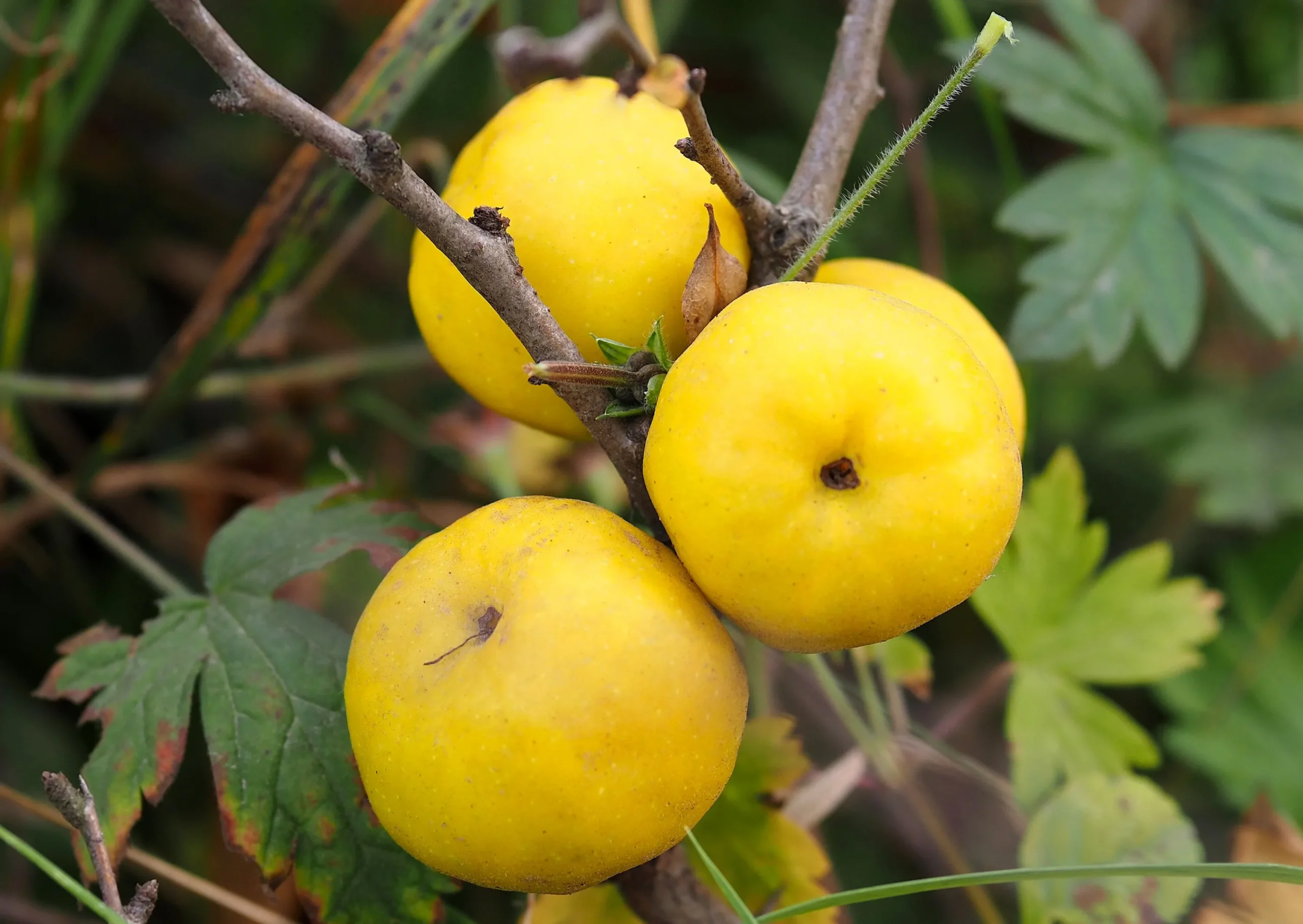 Liten Rosenkvitten 'Balsgård Rondo®'>Omnia garden Best
