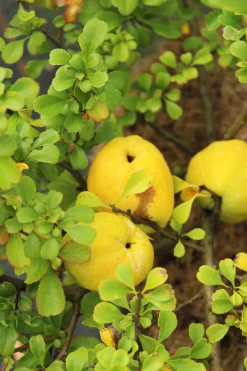 Liten Rosenkvitten 'Balsgård Rondo®'><noscript><img width=