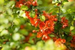 Liten Rosenkvitten 'Balsgård Rondo®'><noscript><img width=