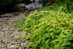 Liten Stefanandra 'Crispa' Barrotad><noscript><img width=