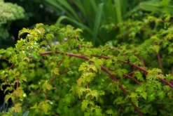 Liten Stefanandra 'Crispa' Barrotad><noscript><img width=