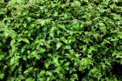 Liten Stefanandra 'Crispa' D:9-11cm Krukodlad><noscript><img width=