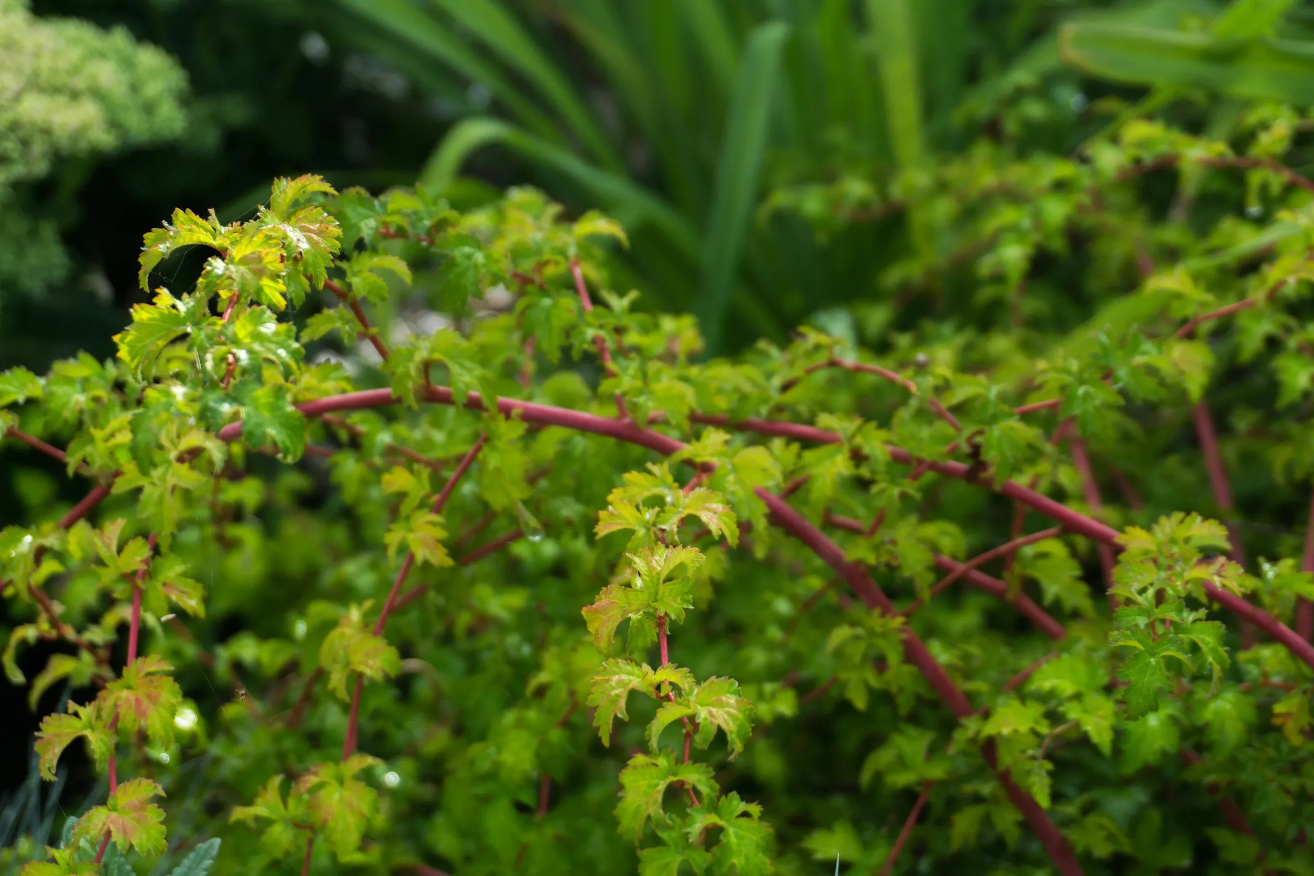 Liten Stefanandra 'Crispa' Krukodlad>Omnia garden Clearance