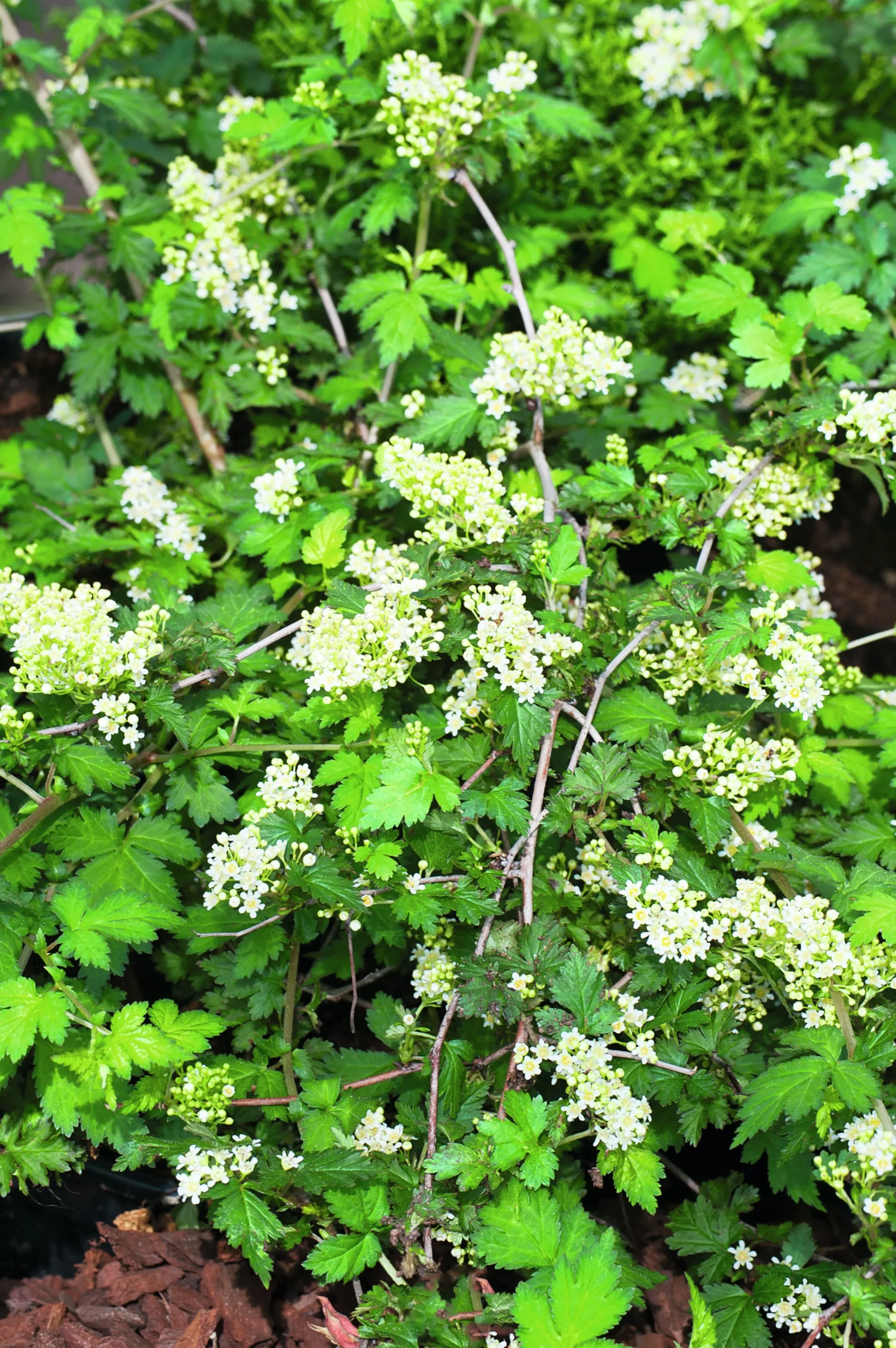 Liten Stefanandra 'Crispa' Krukodlad>Omnia garden Clearance