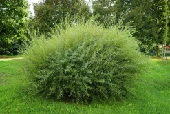 Litet rödvide Krukodlad>Omnia garden