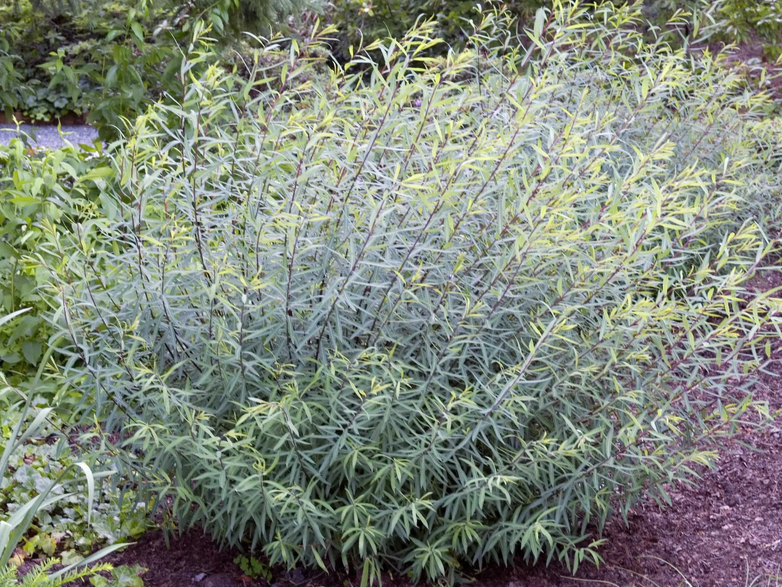 Litet Rödvide 'Nana'>Omnia garden Sale