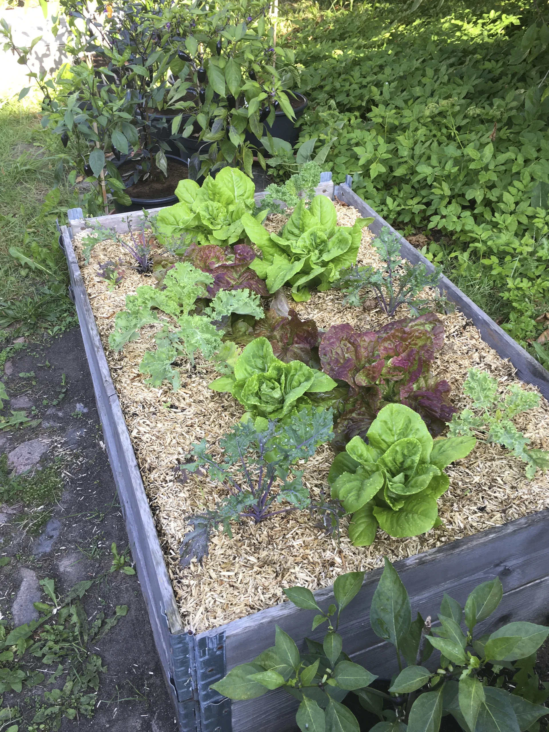 Lättströ Hampa 20kg>Granngården Sale