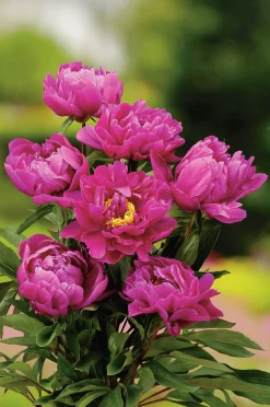 Luktpion 'Karl Rosenfield'>Omnia garden