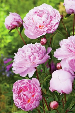 Luktpion 'Sarah Bernardt'>Omnia garden Hot