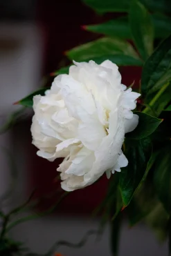 Luktpion 'Shirley Temple'>Omnia garden Hot
