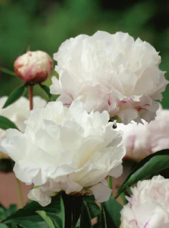 Luktpion 'Shirley Temple'>Omnia garden Hot