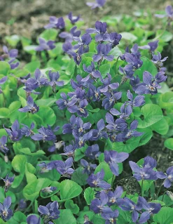 Luktviol 'Königen Charlotte'>Omnia garden Online