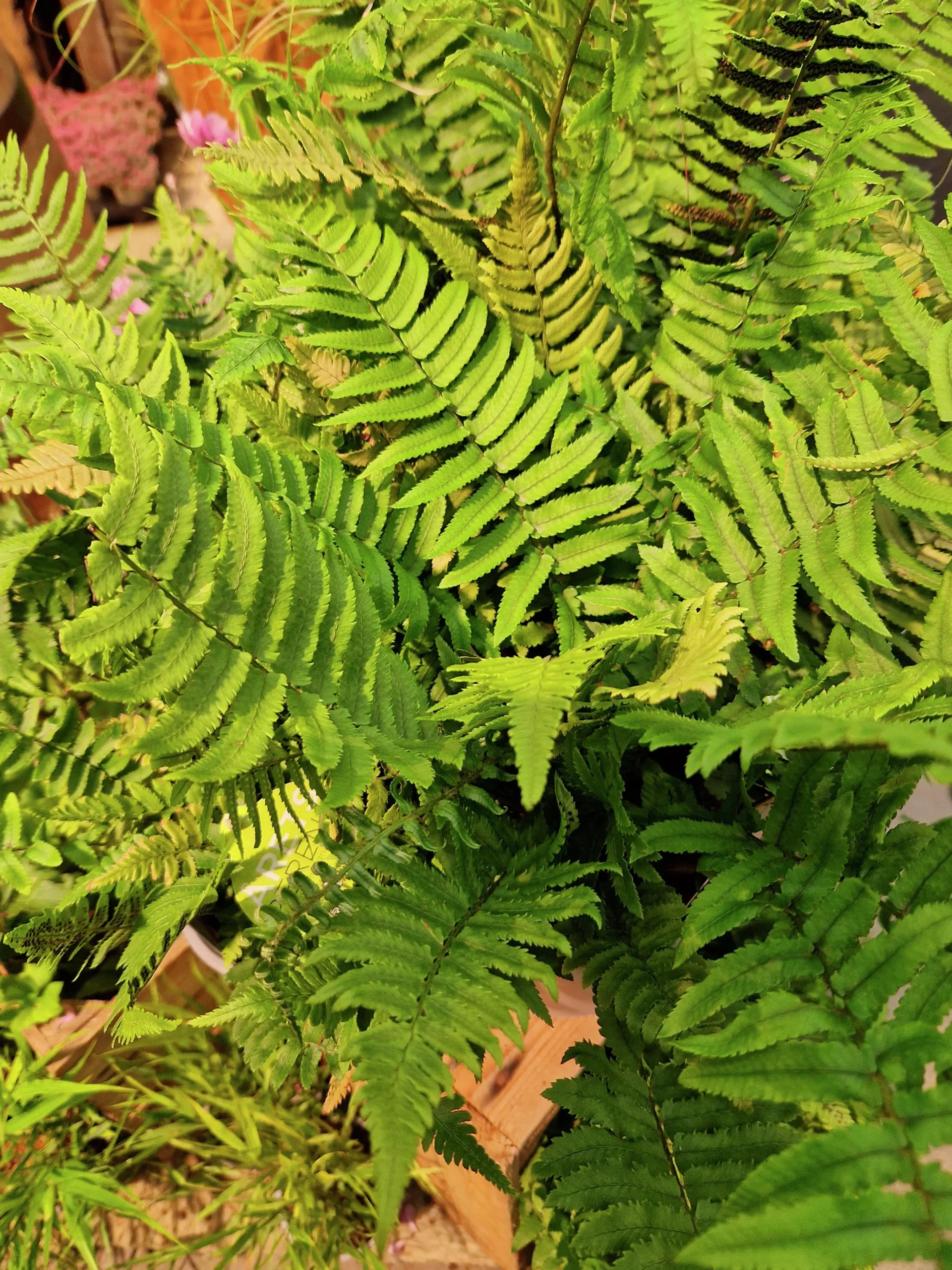 Lurvbräken ormbunke>Omnia garden