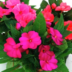 Lyckliga Lotta lat. Impatiens hawkeri><noscript><img width=