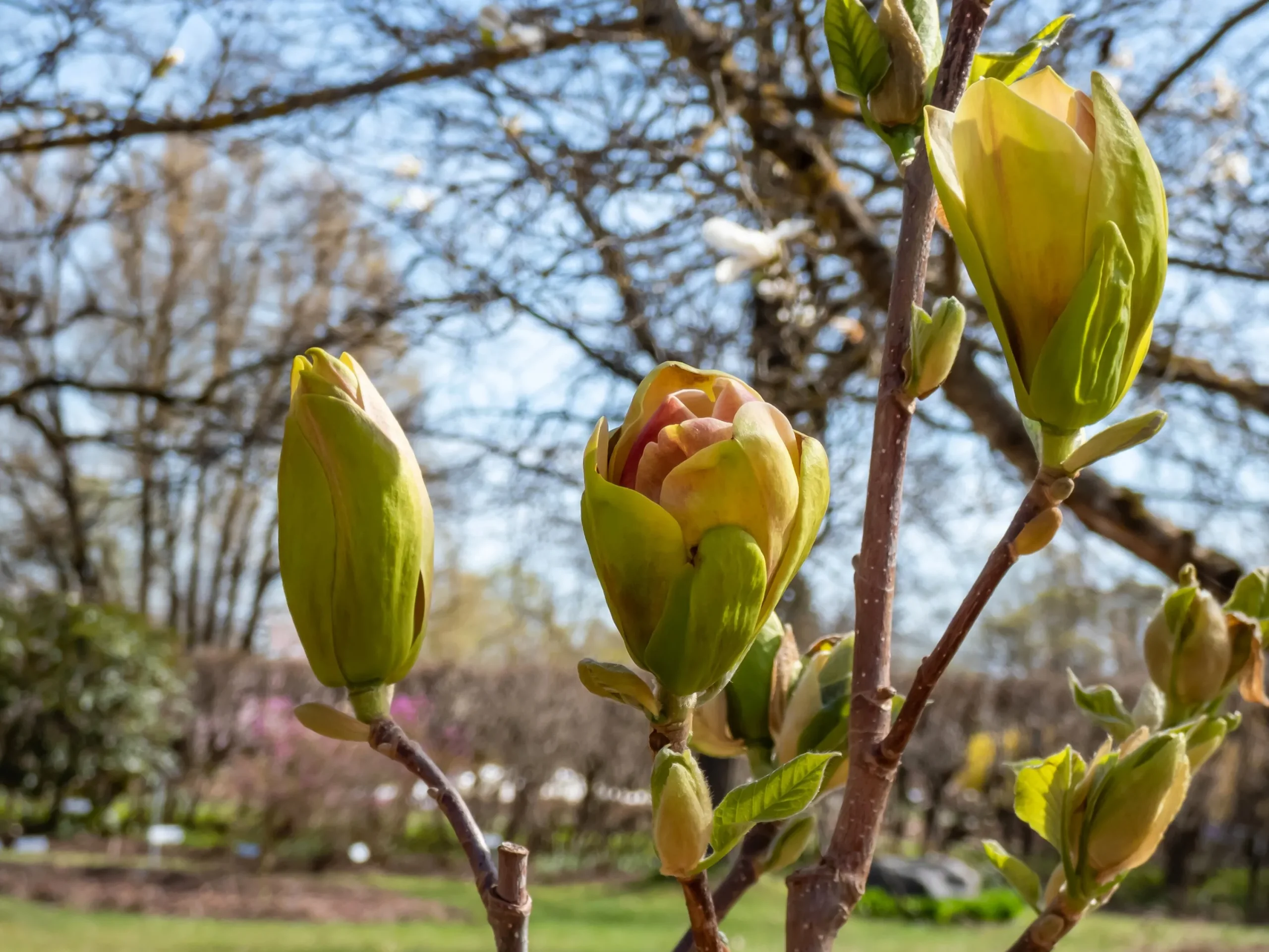 Magnolia 'Sunsation'>Omnia garden Clearance