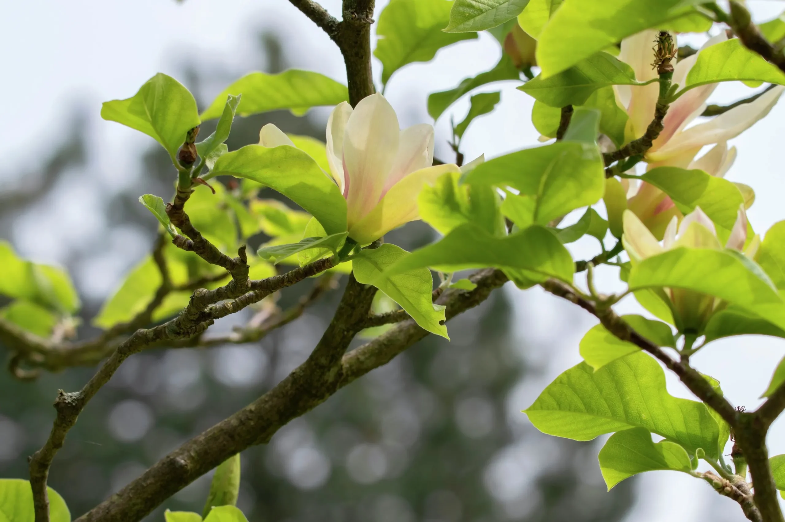 Magnolia 'Sunsation'>Omnia garden Clearance